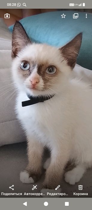Продам сиамского котёнка