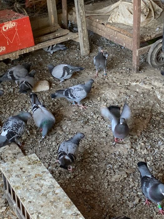 Voiajori sport de vanzare