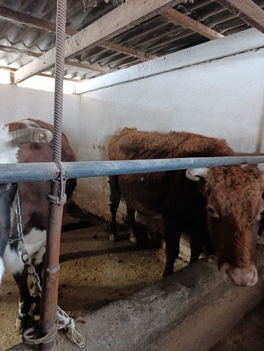 Продаю стельных  коров