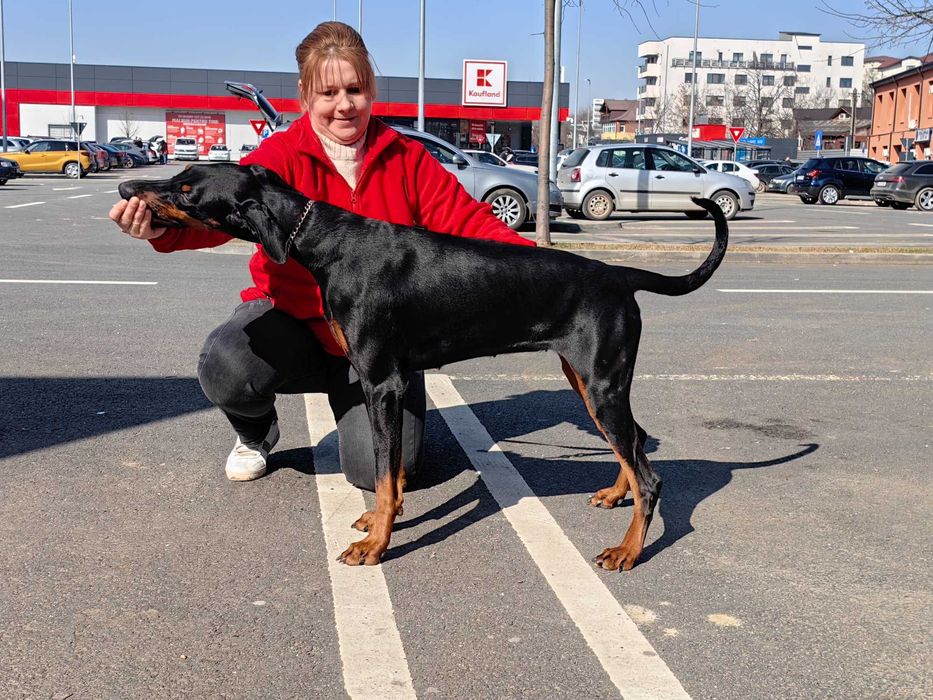 Cățeii Doberman cu pedigree tip A - FCI