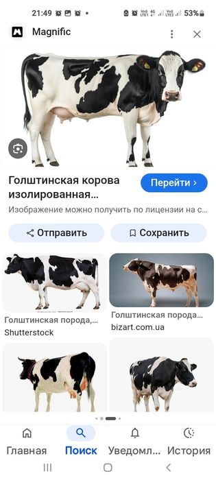 продам корову Голштейн