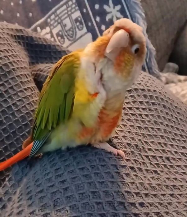 Ручной Попугай  Пиррура