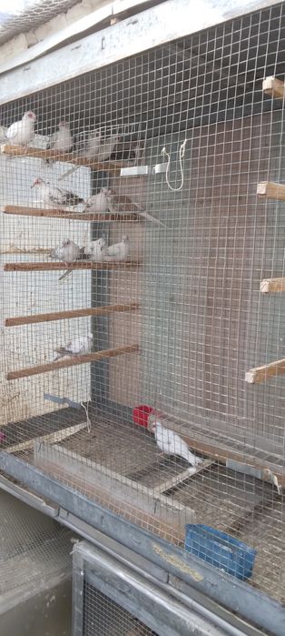 Диамантени гугутки