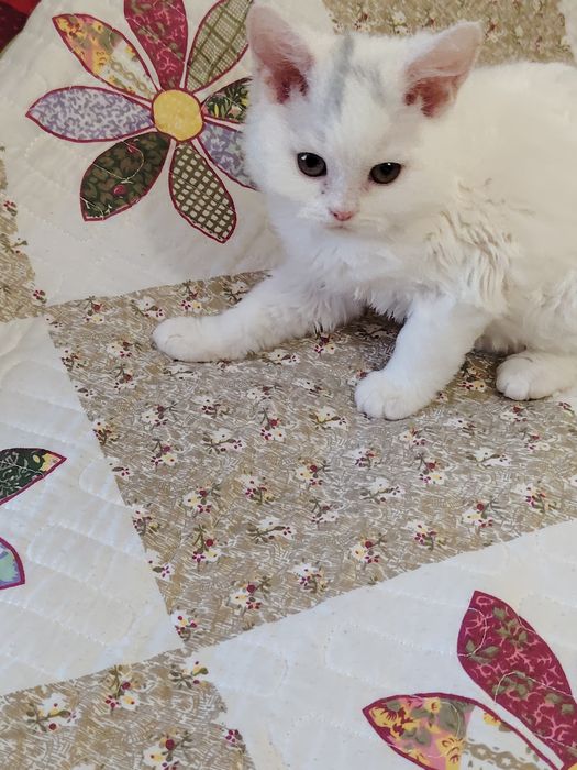 Селкирк Рекс кудрявые котята