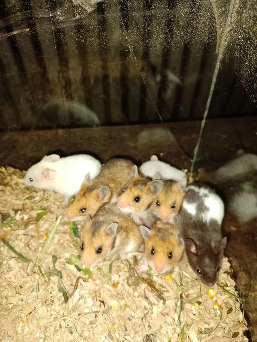 Hamster , Hamsteri sirieni, pitici siberieni, porcușori de Guineea..