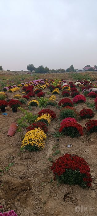 Globus xirizantema gul kochatimiz narxi 20.000