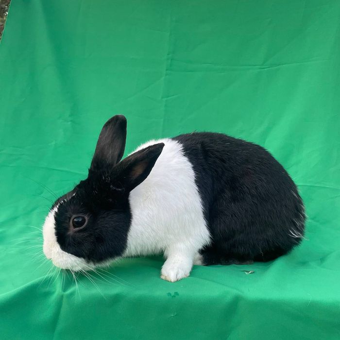 Golland Panda zotli quyon sotiladi