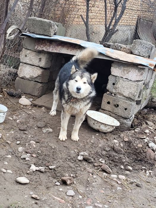 Продаю собаку, порода хаска