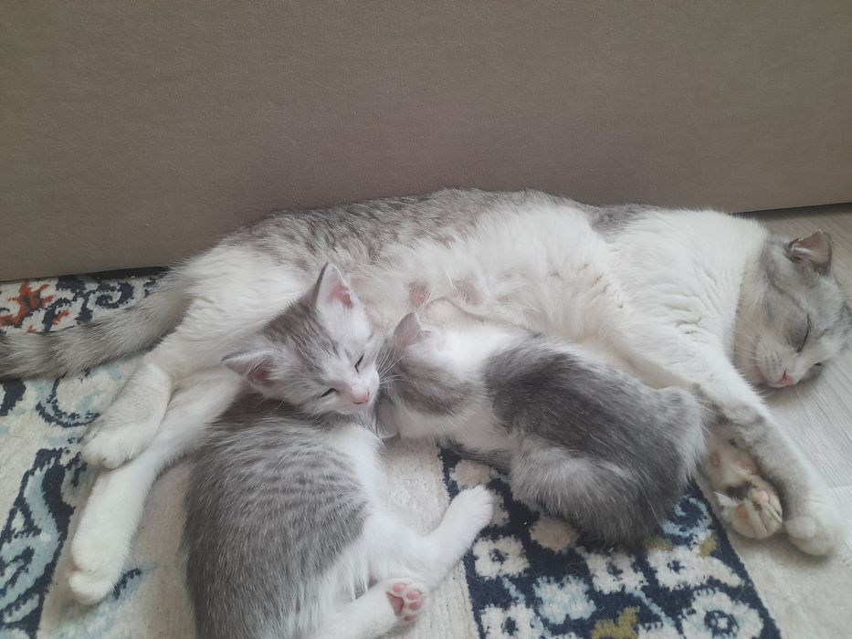 Котята продаётся