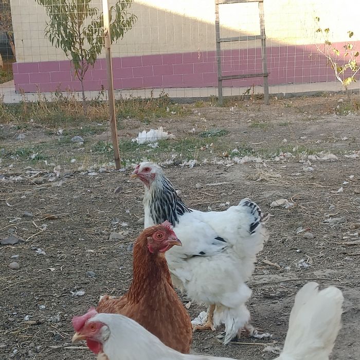 Продам пару брамы срочно