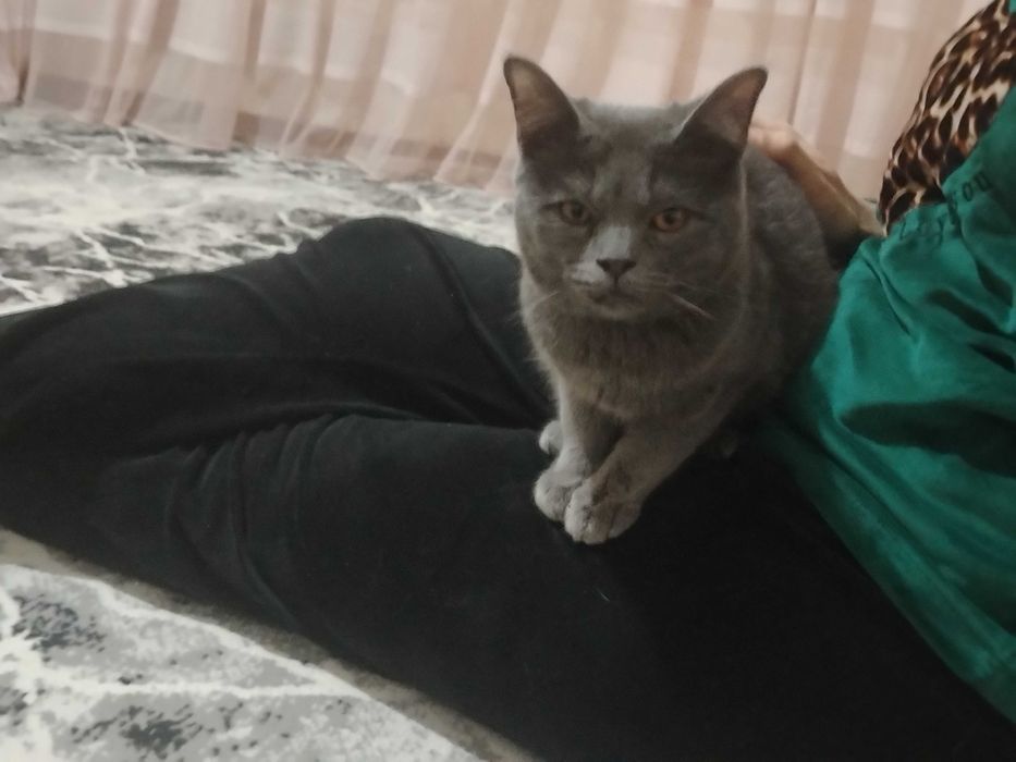 Mushuk sotiladi russkaya golubaya zotli.