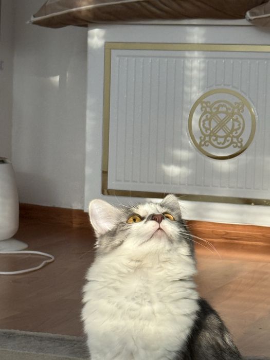 Отдам в добрые руки кошку