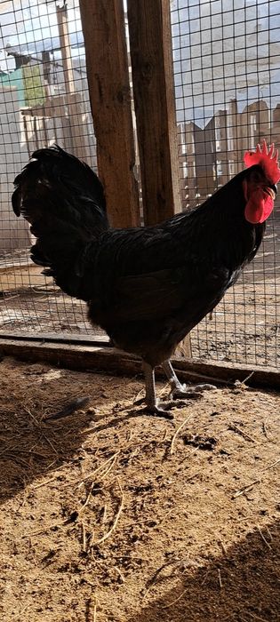 Петух австролорп