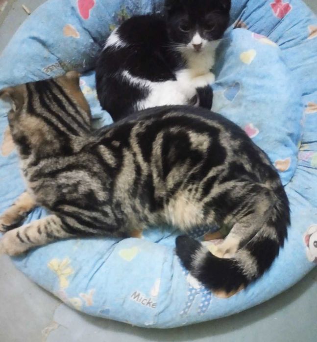 Котята в добрые руки. Смотрите фото