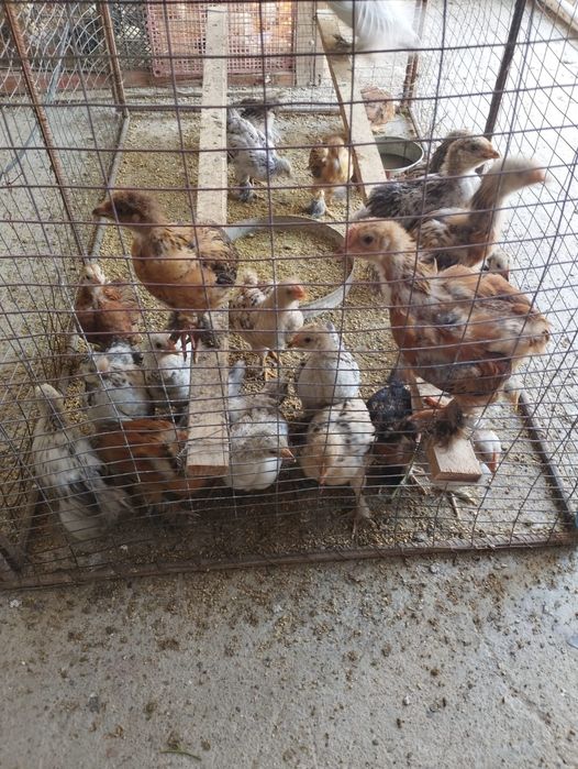 Продам цыплята хороший