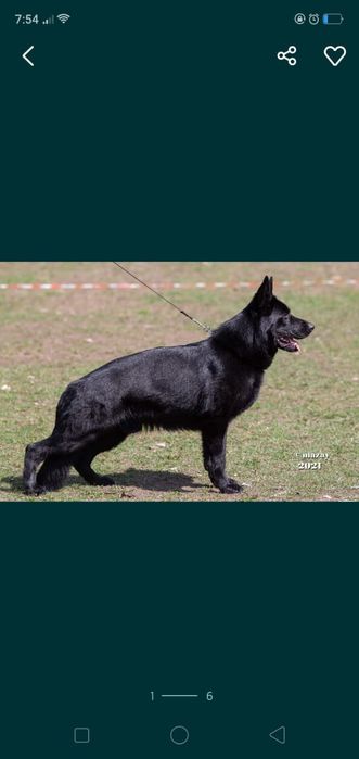 Черная немецкая овчарка