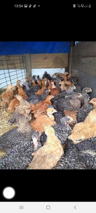 Avem pui rasa mizta pui alb