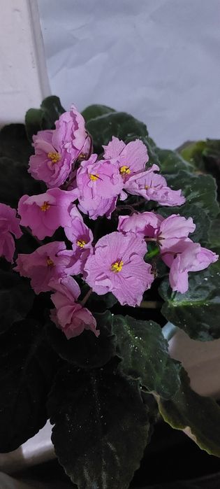 Продам сортовые фиалки