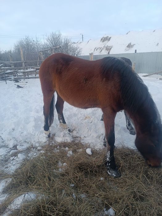 Продам две лошади