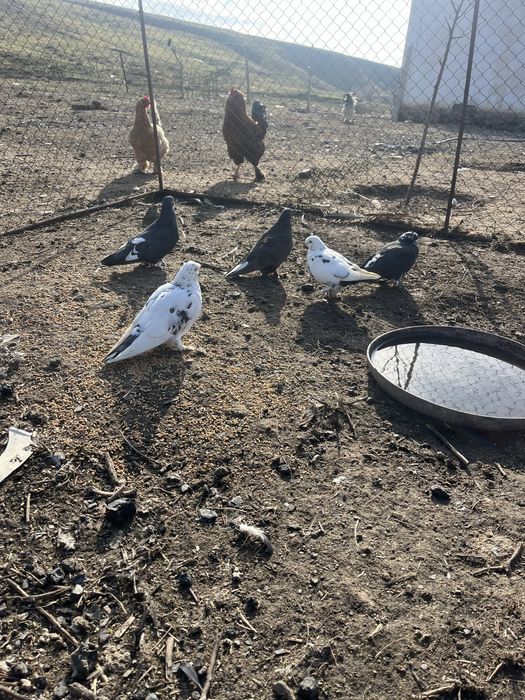 Карзина тоибасар