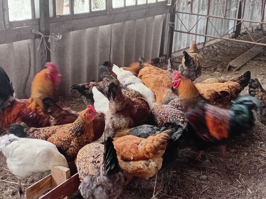 Инкубационые яица