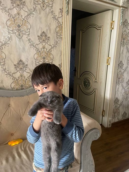 Котенок скотиш фолд