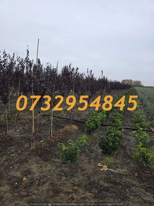 Tei, Mesteacăn, Arțar, Platan, Stejar – Pepinieră Proprie