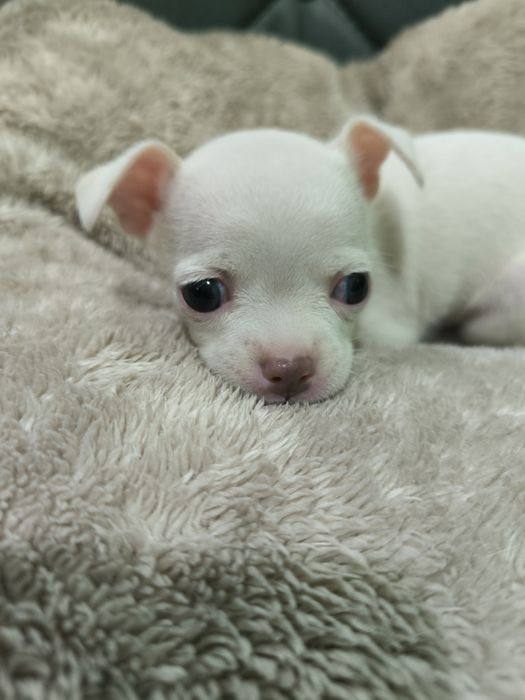 Продаются мини чихуахуа