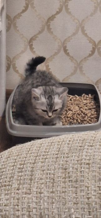 Котенок 3 месяцев