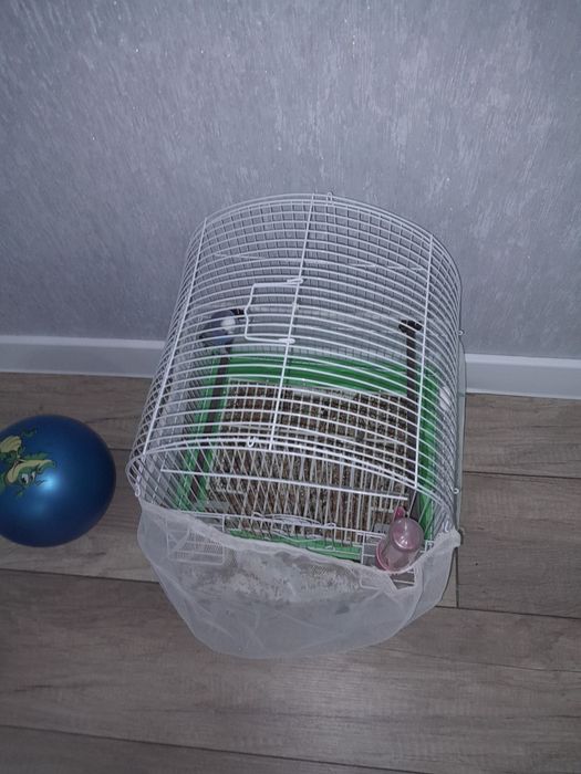 Продам продам Папугай