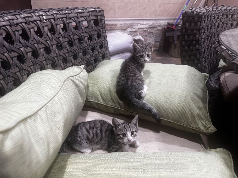 Отдам котят в добрые руки