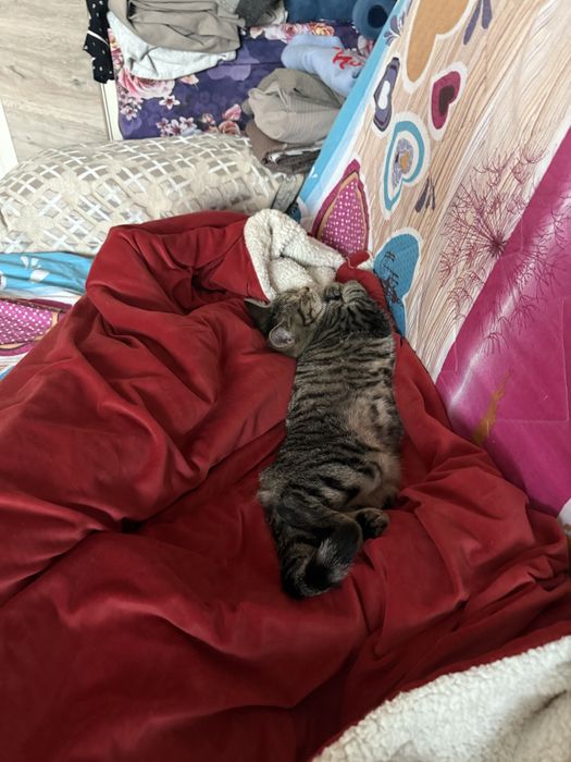 Котенок 3 месяца девочка