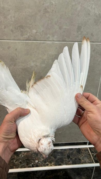 Продам молодого гульбадама