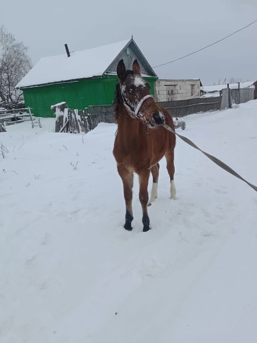 Продам жеребчика