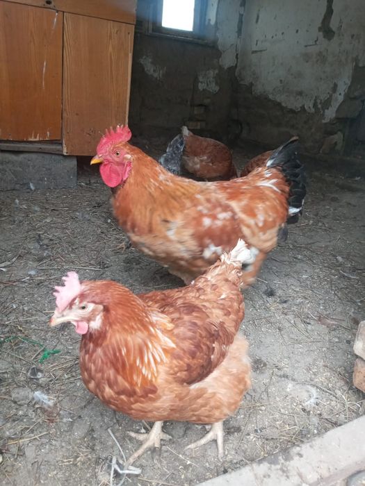 Продам Куреи оптом