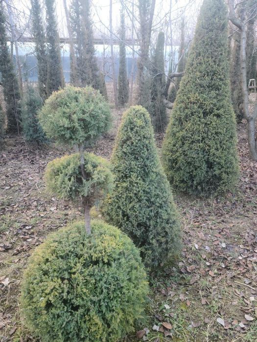 Sifatli Marjivenik archasi bor