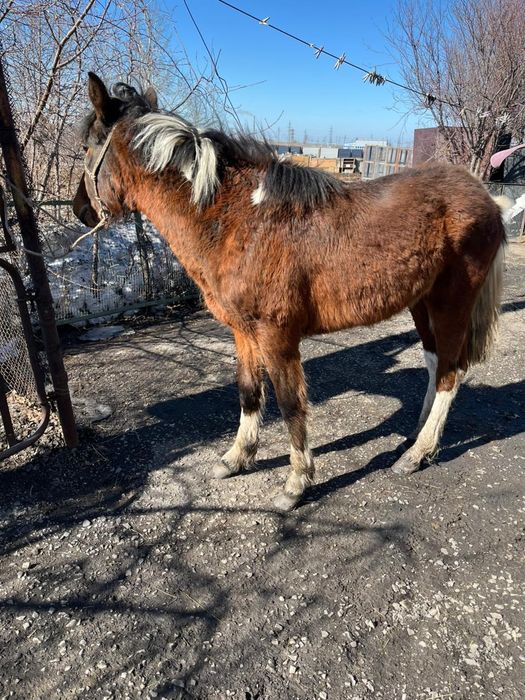 Продается "Тай" Отличный
