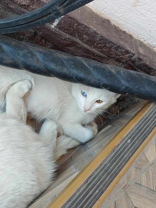 отдам в Хорошие руки