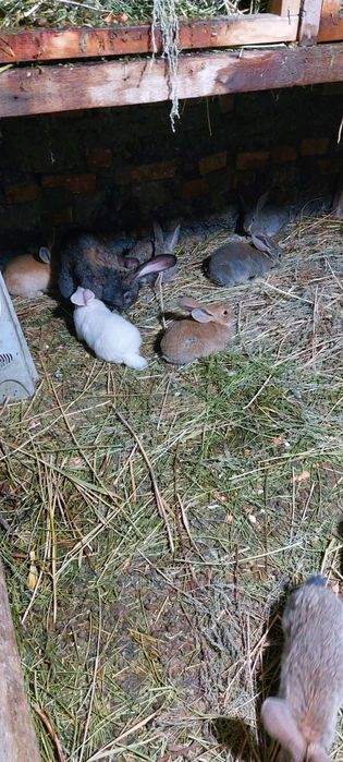 Кролики породы Фландер