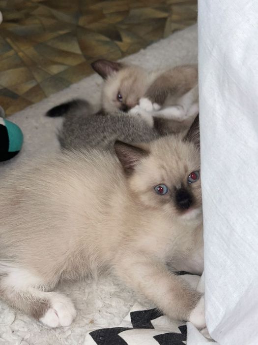 Отдам котят в добрые руки