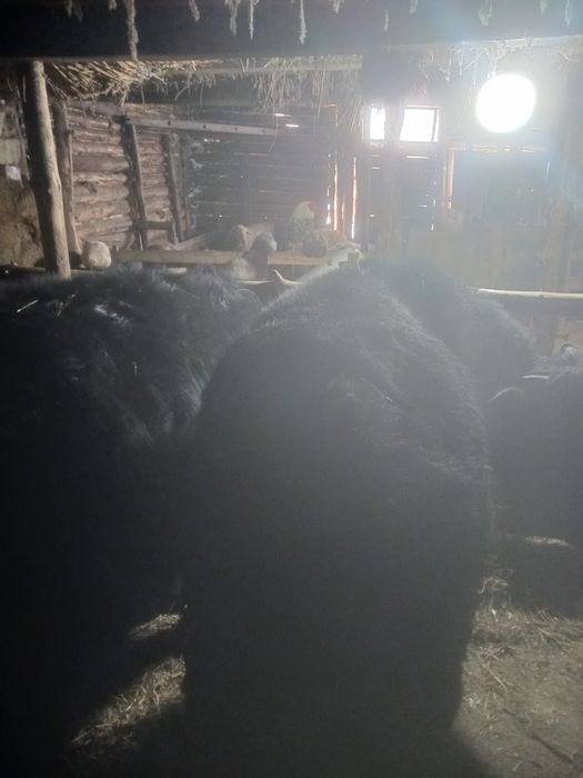 Откорм телятины в продаже