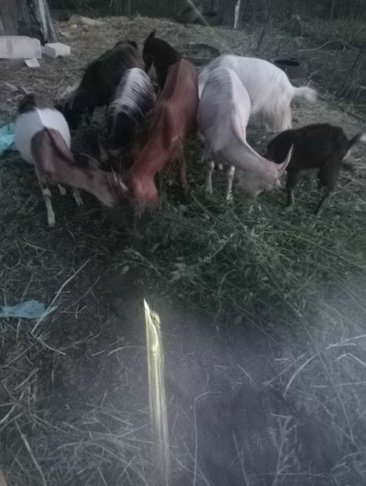 De vînzare 7 capre și o iada toate la 20 de milioane detalii Nr 0793006412