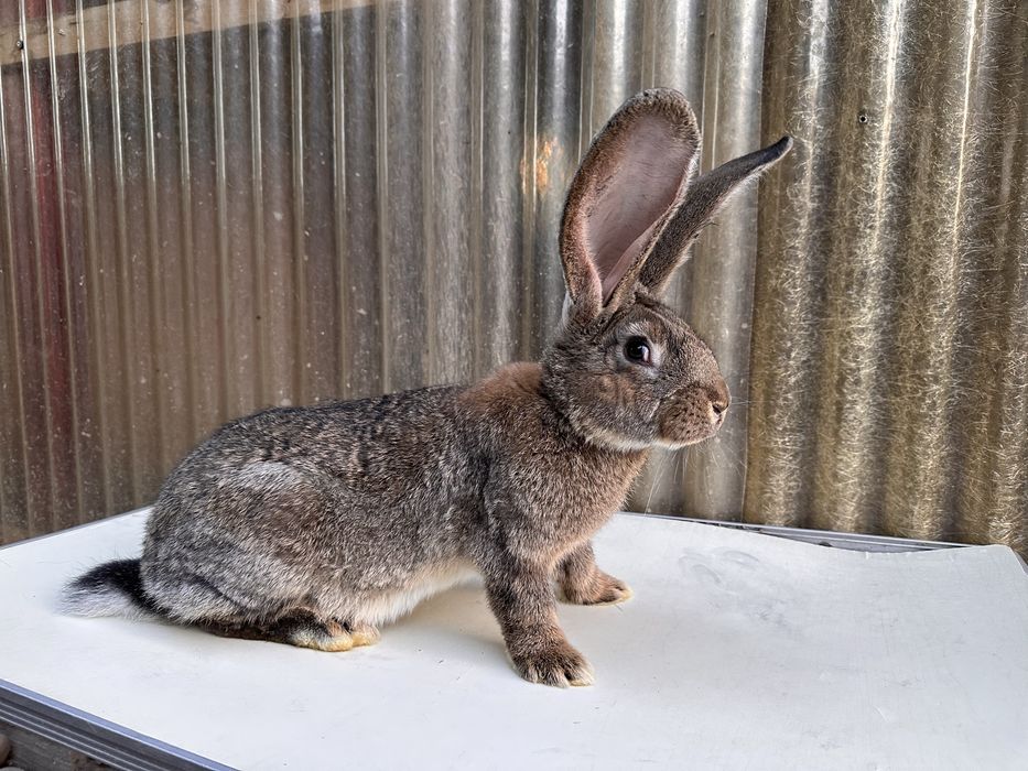 Iepuri uriaș german