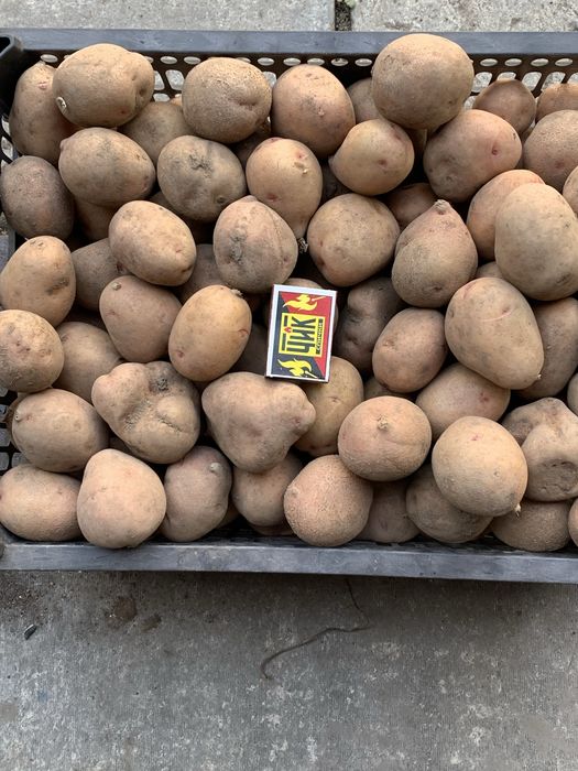 Продам домашний картофель