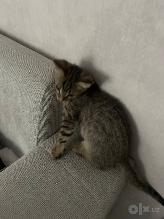 Отдам котенка в добрые руки