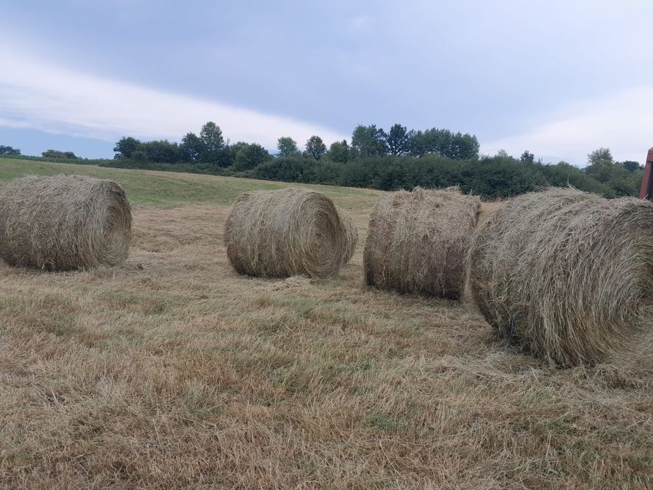 Baloti fan rotunzi 2025