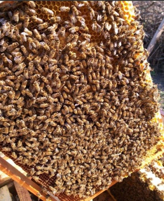 Продаются Пчело-покеты