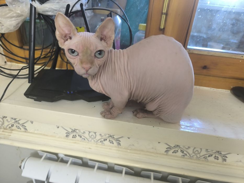 Срочно продается кошечка