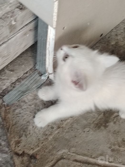 Котята белоснежные