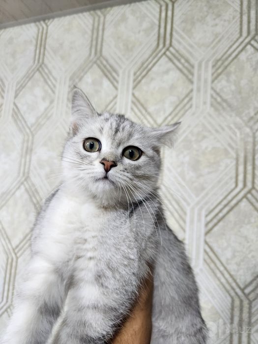 Кошка белая шыншила